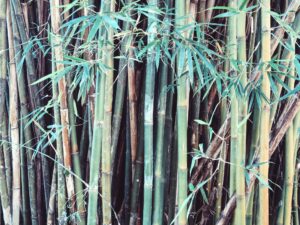 Bambus ist besonders gut geeignet für Terrassendielen. Foto: nathalie.jung via Twenty20